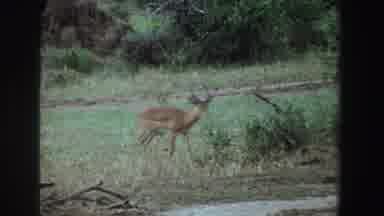 South Africa (1969): View Of Antelope Walking Towards Green Tree On A Clear Day