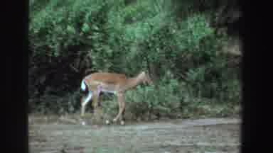 South Africa (1969): Wild Animal Walking In The Forest With Bushes And Trees In
