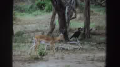 South Africa (1969): A Deer Walking Another Deer Walking Away From The Two Deere