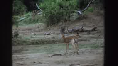 South Africa (1969): Multiple Exotic Deere Galloping Freely Around The Deserted