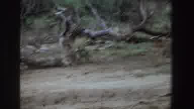 South Africa (1969): Mammal Walks Through The Forest Vultures Near It A Little