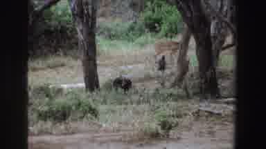 South Africa (1969): View Of Vultures And Elephants Standing In Green Grass Near