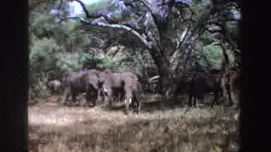South Africa (1969): Herd Of Elephants Standing Under Green Trees On A Bright