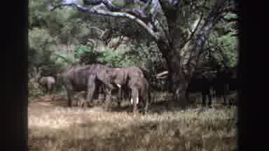 South Africa (1969): Camera Zooms In On The Smallest Of Three African Elephants