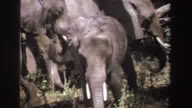 South Africa (1969): Baby Elephant Flaps Its Ears