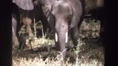 South Africa (1969): Young Elephant Standing With Two Adult Elephants In A