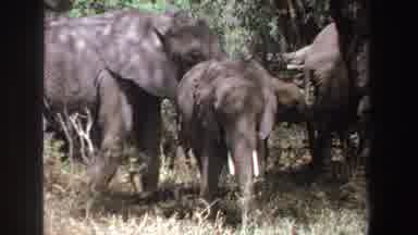 South Africa (1969): Baby And Adult Elephants Standing In A Field Swaying Their