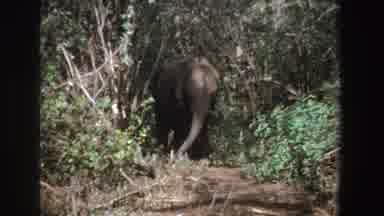 South Africa (1969): Elephants In The Wild Under Some Trees And Grazing