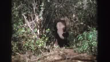 South Africa (1969): African Elephant Mostly Hidden In Shrubs Standing Beside Tree