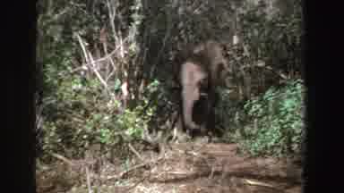 South Africa (1969): Lone Elephant Stands Next To Tree On A Sunny Day