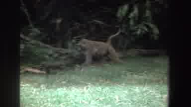 South Africa (1969): Baboon In The Wild Confidently Walking On Grass With An