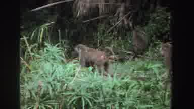 South Africa (1969): Wild Animals Chimpanzees And Deer In The Field Walking