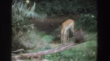 South Africa (1969): Footage Of A Deer In The Wild It Seems To Be Searching For