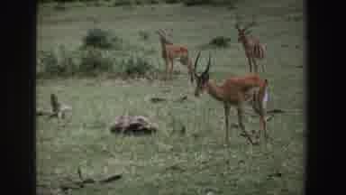 South Africa (1969): A Antler Looking For Food In Bushes