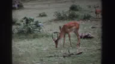 South Africa (1969): A Herd Of Antelope Grazing On Grass