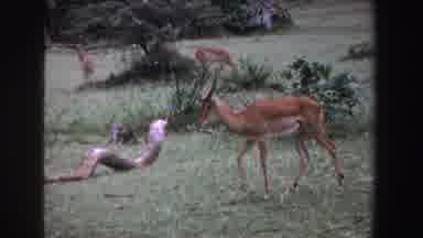 South Africa (1969): Antelope Walks Down Hill In Grassy Area With Other Animals