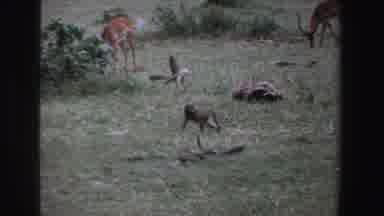 South Africa (1969): Monkey Walking Freely Through Grassy Area Towards A Dead Tree