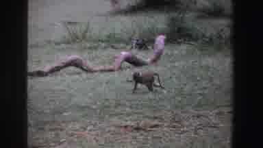 South Africa (1969): Small Monkey Walking Alone On The South African Park