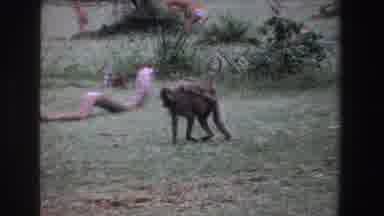 South Africa (1969): Elk Follows Closely Behind A Monkey Mommy Carrying Her Babies