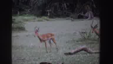 South Africa (1969): Pair Of Brown Antelope Walking Through Field On A Clear Day