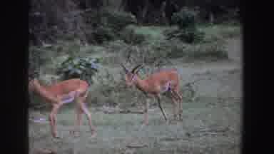 South Africa (1969): Two Deere Walking In Field And Then Running Away Scared