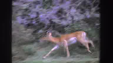 South Africa (1969): Antelope And Primate Moving Through Grassland With Trees And