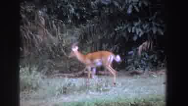 South Africa (1969): Brown Deer Walks In Green Field On A Clear Day