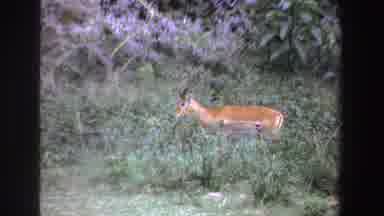 South Africa (1969): A Deer Walking Alone