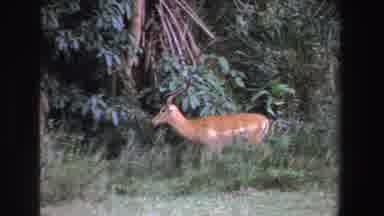 South Africa (1969): A Curious Elk Caught On Camera Taking A Daytime Stroll