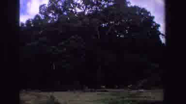 South Africa (1969): Four Brown Deer Standing Near Large Green Tree On A Clear Day