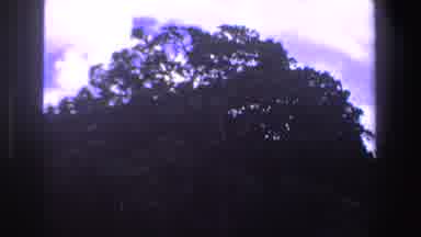 South Africa (1969): Video Showing Some Wild Animals Under A Big Old Tree Sun Is