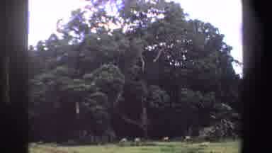 South Africa (1969): South African Big Tree