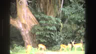 SOUTH AFRICA-1969: Hungry Deers In The Wilderness