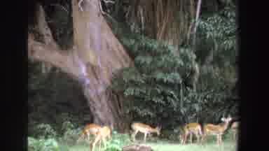 South Africa (1969): Five Antelope Grazing By Large Tree On A Clear Day