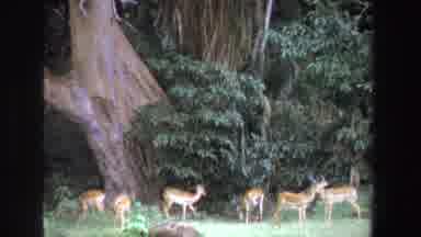 South Africa (1969): Group Of Antelope On Grassland Trees And Shrubs In Background