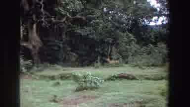South Africa (1969): The Deer Looking In The Bushes
