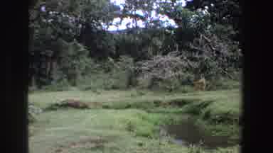 South Africa (1969): Small Deer Walking In Backyard Area With Trees Grass And