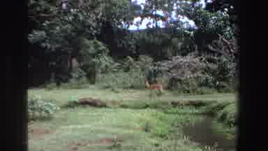 South Africa (1969): Small Deer Walking In Grassy Areas Near Creek Trees Shrubs