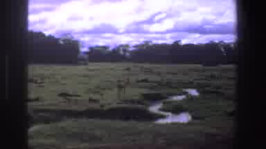 South Africa (1969): Deer In Grassy Fields And Three People Shopping At Outside
