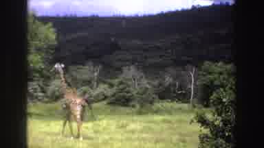 South Africa (1969): Pair Of Giraffes Walking Through Green Field On A Sunny Day