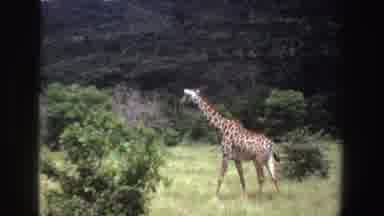 South Africa (1969): Two Giraffes In Grassland With Trees And Shrubs Mountain In