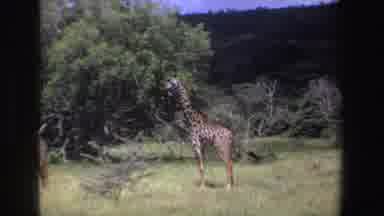 South Africa (1969): Two Giraffes Standing In Tall Grass Wagging Their Tails Trees