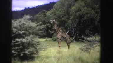 South Africa (1969): Giraffe Walking Around And Monkeys Sitting In A Tree In A