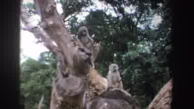South Africa (1969): Two Monkeys Sitting In Tree During Day Time & Another Two