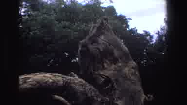 South Africa (1969): Monkey Species In Wildlife Observing Nature And Its Guests