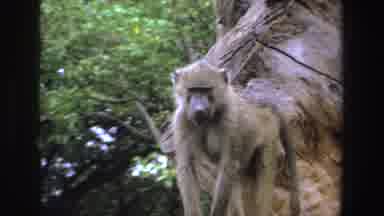 South Africa (1969): View Of Brown Baboon Scratching Ear On A Clear Day