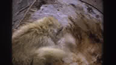 South Africa (1969): Monkey Scratching His Head While Eating And Being Very