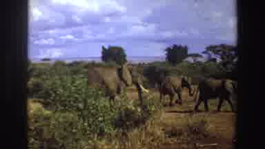 South Africa (1969): The Elephants Are Roaming The Jungle Very Slowly In A Group