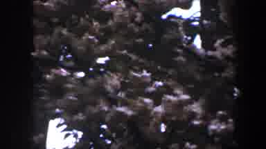 Baltimore Maryland (1960): Moving Camera Captures Tree Branches In Sun Blossom