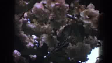 Baltimore Maryland (1960): Woman Wearing Blue Sweater Stands Near Blooming Red